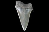 Fossil Mako Shark Tooth - Georgia #75230-1